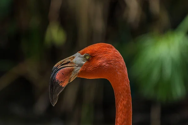 Close-up profile portrait of a pink flamingo. The American flamingo (Phoenicopterus ruber) lives in the marine coastal of Caribbean and Galapagos. It\'s a large wading bird with reddish-pink plumage.
