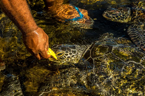 Mand Fodrer Grøn Havskildpadde Chelonia Mydas Med Papaya Chelonia Mydas - Stock-foto