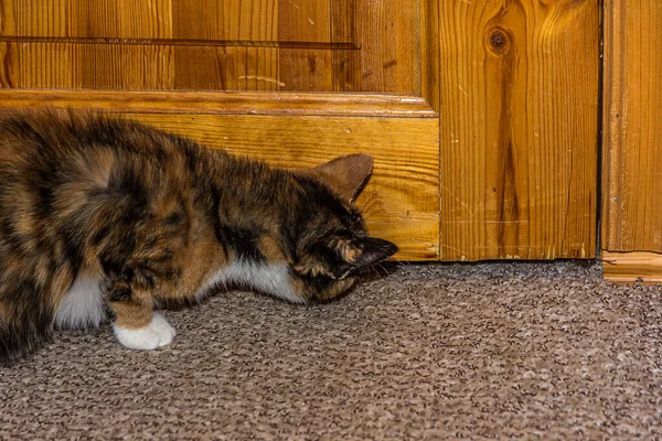 Junge Neugierige Calico Katze Schnüffelt Den Spalt Zwischen Der Holztür Stockbild