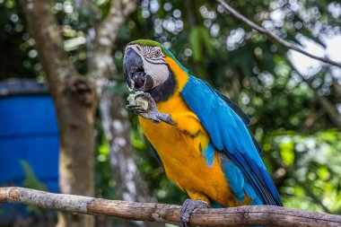 Papağan pençeli pençesinde bir parça ekmek tutar ve yer. Ara araraunası (mavi-sarı veya mavi-altın-papağan) Güney Amerika 'nın ormanlarında, ormanlarında ve savanalarında yaşar..