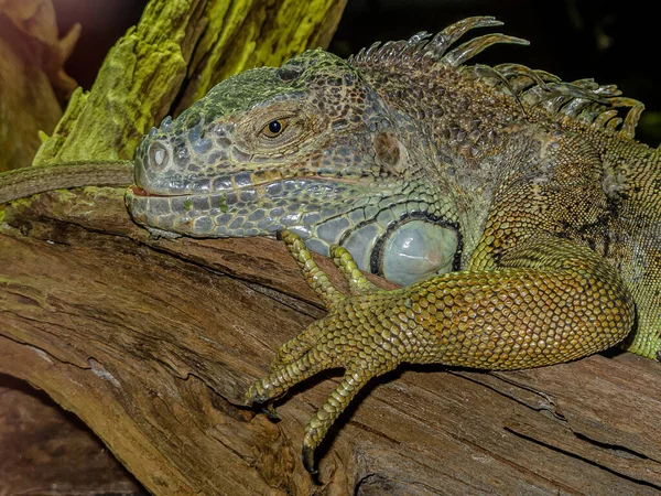 Iguana Sdraiata Albero Girato Testa Una Zampa Artigliata Aggrappata Albero — Foto Stock