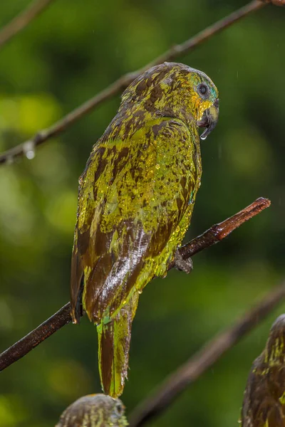 Mokra Amazonka Siedzi Gałęziach Dżungli Deszczu Amazonka Papuga Pomarańczowa Loro — Zdjęcie stockowe
