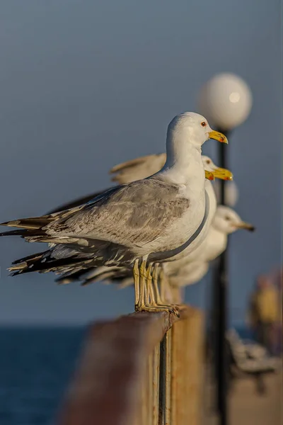 Eine Gruppe Von Mehreren Möwen Oder Möwen Steht Einer Reihe — Stockfoto