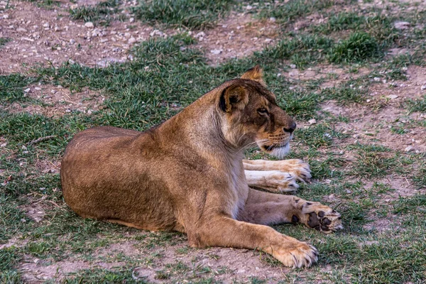 Lioness Lies Her Belly Ground Grass Looks Forward Lion Panthera — Stock Photo, Image