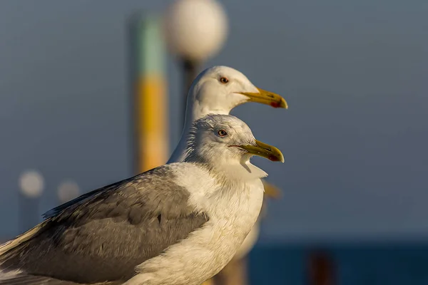 Porträt Einer Möwe Oder Einer Möwe Die Zur Goldenen Stunde — Stockfoto