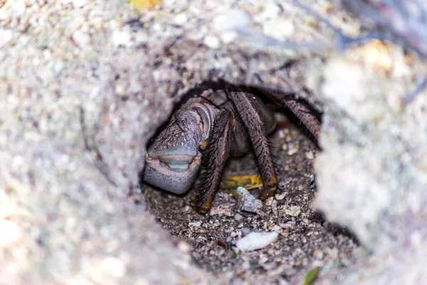 Cardisoma Carnifex 隐藏在沙坑中 它是一种陆生蟹 分布在从非洲到波利尼西亚的沿海地区 他们住在洞里 — 图库照片