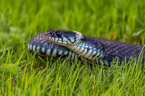 A non-venomous snake crawls in the low green grass and looks around carefully. It\'s Natrix natrix (grass, ringed or water snake). It\'s often found near water and feeds on amphibians.