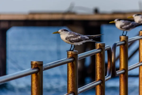 Die Seeschwalbe Oder Der Mauersegler Sitzen Auf Dem Geländer Das — Stockfoto