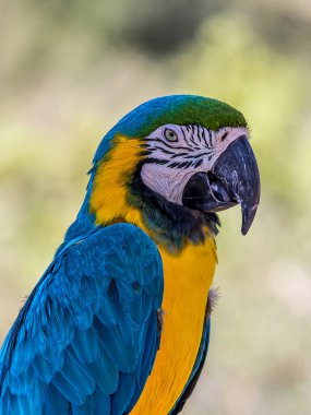 Bir papağanın yakın plan portresi. Ara aradası (mavi-sarı veya mavi-altın-papağan) Güney Amerika 'nın ormanlarında, ormanlarında ve savanalarında yaşar (Brezilya, Venezuela).).