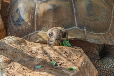 Büyük bir fil kaplumbağasının portresi (C. filtopus) yapraklı bir dal yer. Chelonoidis nigra, Galapagos ya da dev kaplumbağa kompleksi olarak da bilinir. Savunmasız bir tür..