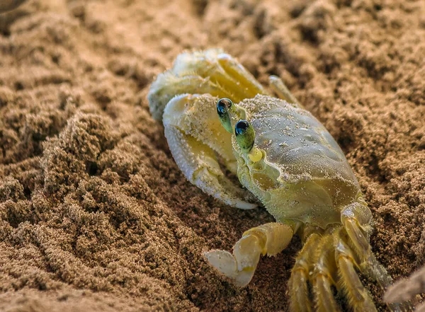 Den Lilla Krabban Kikar Försiktigt Från Sitt Djupa Sandhål Ocypode — Stockfoto