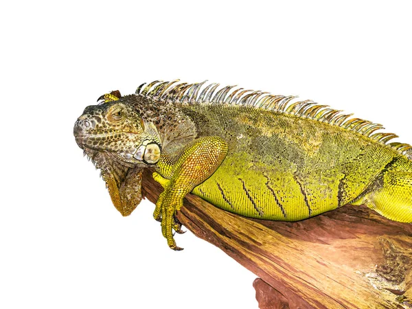 Iguane Est Allongé Sur Arbre Tourné Tête Une Patte Griffée — Photo