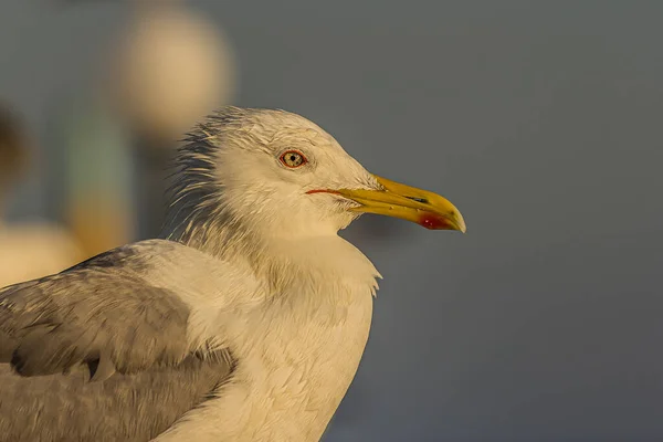 Porträt Einer Möwe Oder Einer Möwe Die Zur Goldenen Stunde — Stockfoto