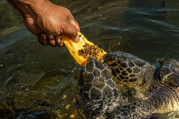 Ein Mann Füttert Eine Grüne Meeresschildkröte Chelonia Mydas Mit Papaya Stockbild
