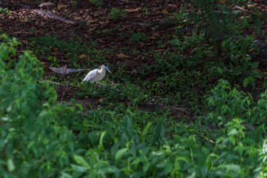 Balıkçıllı balıkçıl ormanda çimlerin üzerinde yürüyor. Balıkçıl (