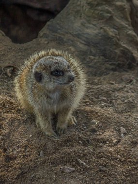 Mirket sakince kumun üzerinde duruyor ve yukarı bakıyor. Mirket (Suricata suricatta), Botswana ve Güney Afrika 'da bozkırlarda, çalılıklarda, otlaklarda ve çöllerde yaşayan küçük bir firavun faresidir..