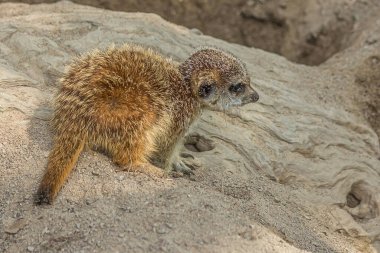 Küçük yavru mirket bir kayanın üzerinde oturur. Mirket (