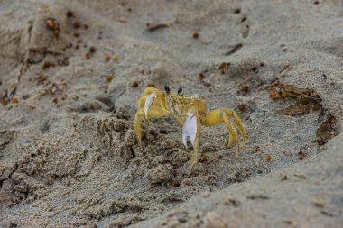 Kumlu bir sahilde küçük bir yengeç pençelerini kaldırdı. Ocypode dörtlüsü (Atlantik hayaleti, kum veya plaj yengeci) Amerika 'nın doğu kıyısı boyunca uzanan iplikçik hattının yukarısındaki kumlarda yaşar..