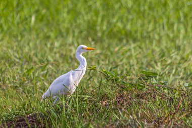 Akbalıkçıl alçak yeşil çimlerde yürüyor. Batılı sığır balıkçıl (
