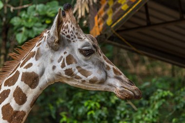 Angolan (Namibya) zürafasının yakın plan portresi. Afrika 'da (Namibya, Zambiya, Botswana ve Zimbabwe) orman, savana ve çalılıklarda yaşar.).