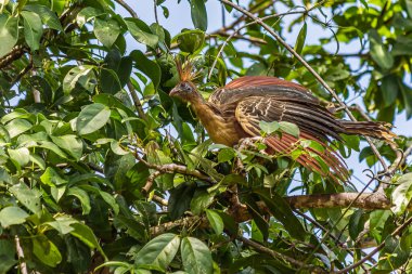 Hoatzin mavi bulutsuz gökyüzüne karşı bir ağaç dalında oturuyor. Hoatzin (Opisthocomus hoazin, sürüngen veya kokarca kuşu, kokuşmuş kuş, Canje sülünü) Güney Amerika 'da bataklıklarda, ormanlarda ve mangrovlarda yaşar..