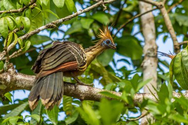 Hoatzin bir ağaç dalına oturur ve başka bir kuşa bakar. Hoatzin (Opisthocomus hoazin, sürüngen veya kokarca kuşu, kokuşmuş kuş veya Canje sülünü) Güney Amerika 'da bataklıklarda, ormanlarda ve mangrovlarda yaşar..