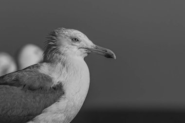 Gün batımında ya da gün doğumunda okyanus kıyısında, deniz kenarındaki korkuluklarda duran martı ya da martının portresi. Karadeniz ve Hazar Denizi 'nde yuva yapan Hazar martıları (Larus cachinnans)..