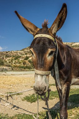Donkey tied up and dressed in harness stands on the road in the rocky mountains and looks straight ahead. Donkey (Equus africanus asinus) is a domesticated the African wild ass (horse family Equidae).