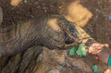 Kız, yapraklı bir dalla büyük bir fil kaplumbağasını (Chelonoidis fil topuzu) besler. Ayrıca C. nigra, Galapagos ya da dev kaplumbağa kompleksi olarak da bilinir. Savunmasız bir tür..