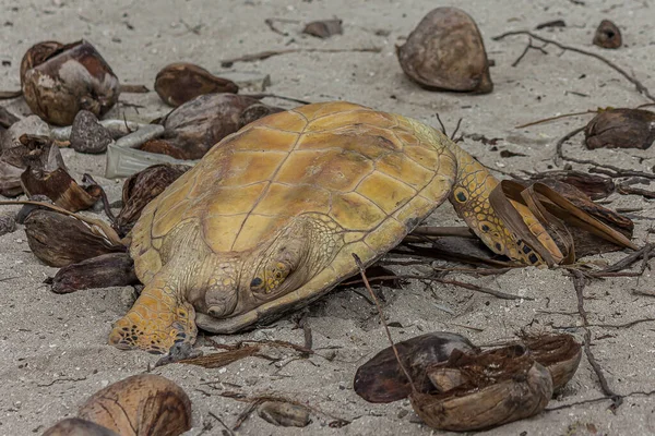 Dead green sea turtle on the sand shore in the Fanning Atoll (Tabuaeran), Kiribati. Chelonia mydas were killed by locals for the wedding festive table. It\'s an endangered species.