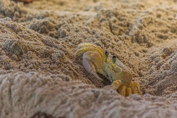 Den Lilla Krabban Kikar Försiktigt Från Sitt Djupa Sandhål Ocypode — Stockfoto