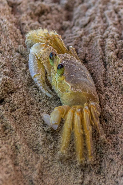 Malý Krab Opatrně Vykukuje Hluboké Písečné Díry Kvadrata Ocypoda Atlantský — Stock fotografie