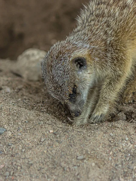 Meerkat Cava Buraco Areia Meerkat Suricata Suricatta Pequeno Mangusto Que — Fotografia de Stock