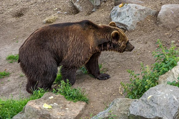 Большой Бурый Медведь Ходит Скалистой Земле Травой Евразийский Бурый Медведь — стоковое фото
