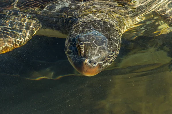 Den Grønne Havskildpadde Chelonia Mydas Flyder Vandet Havet Nær Kysten - Stock-foto