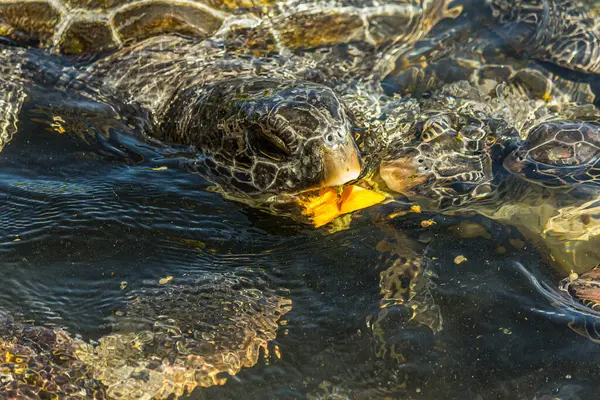 Tartarugas Marinhas Verdes Chelonia Mydas Estão Lutando Por Pedaço Mamão — Fotografia de Stock