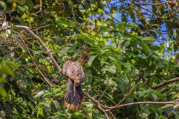 Egy Nagy Farkú Hoatzin Egy Faágon Hoatzin Opisthocomus Hoazin Hüllő — Stock Fotó