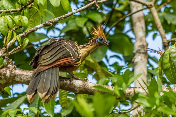 Hoatzin sits on a tree branch and looks at another bird. The hoatzin (Opisthocomus hoazin, reptile or skunk bird, stinkbird or Canje pheasant) lives in swamps, forests and mangroves in South America.