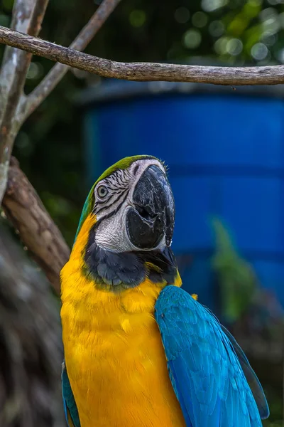 Detailní Portrét Veselého Papouška Macaw Ara Arararauna Modro Žlutá Nebo — Stock fotografie