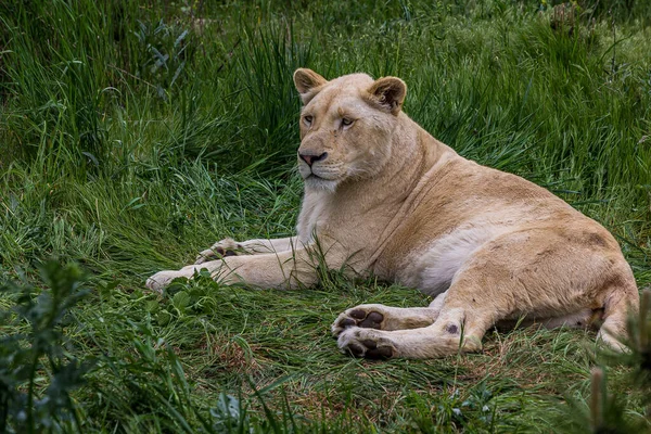 母狮躺在草地上期待着 Panthera Leo 生活在草原 草原和茂密的森林里 这是一个脆弱的物种 — 图库照片