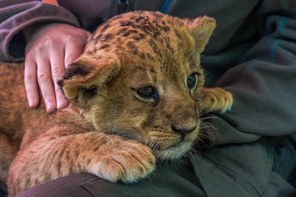 女人抚摸着躺在腿上的小狮子宝宝 Panthera Leo 生活在草原 草原和茂密的森林里 这是一个脆弱的物种 — 图库照片