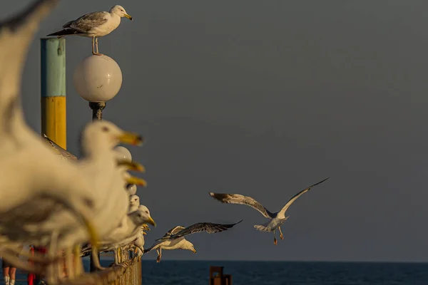 Group Several Seagulls Gulls Stand Row Seaside Railing Golden Hour — Stock Photo, Image