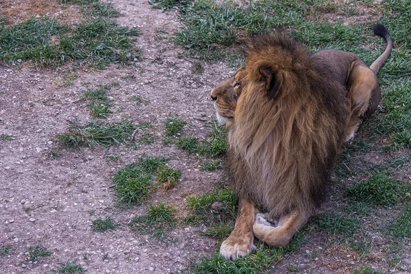 一头雄狮躺在草地上 四处张望 Panthera Leo 生活在草原 草原和茂密的森林里 这是一个脆弱的物种 — 图库照片