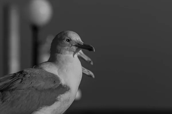 Ritratto Gabbiano Gabbiano Piedi Una Ringhiera Mare All Ora Oro — Foto Stock