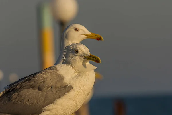 Portrait Gull Seagull Standing Seaside Railing Golden Hour Ocean Sunset — Stock Photo, Image