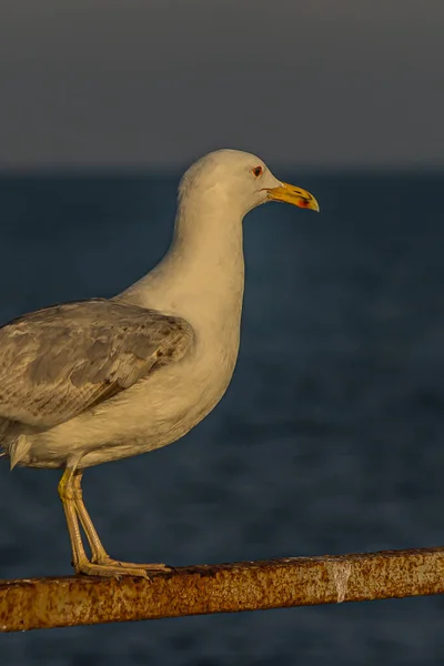 Retrato Una Gaviota Gaviota Pie Sobre Una Barandilla Orilla Del — Foto de Stock