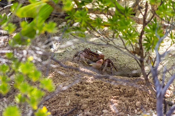 一只陆蟹 Cardisoma Carnifex 站在沙坑附近 小心翼翼地看着 它是一种陆生蟹 分布在从非洲到波利尼西亚的沿海地区 他们住在洞里 — 图库照片