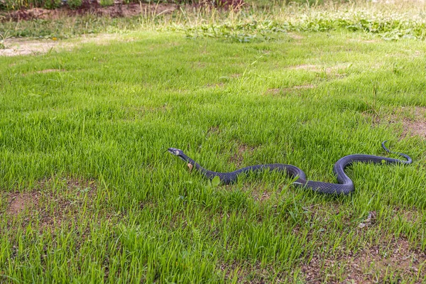 Serpent Non Venimeux Rampe Dans Herbe Verte Basse Sortant Langue — Photo
