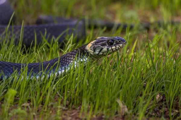 A non-venomous snake crawls in the low green grass and looks around carefully. It\'s Natrix natrix (grass, ringed or water snake). It\'s often found near water and feeds on amphibians.