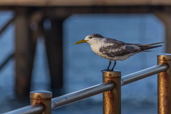 Tern Swift Sit Railing Sea Greater Crested Tern Thalasseus Bergii — Stock Photo, Image